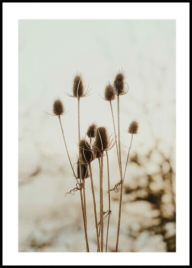 Reeds Plakat Plakat / 100x150cm
