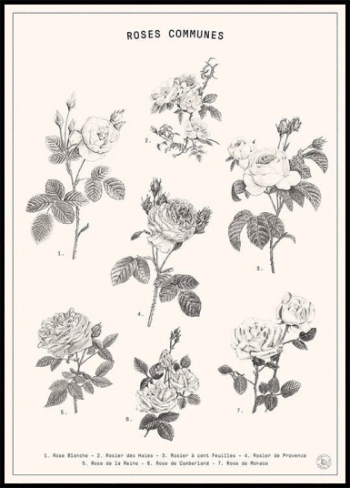 Roses Poster Plakat / 30x40cm