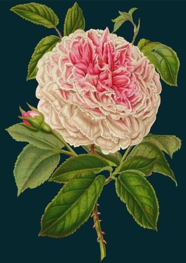 B6 Carnet Med Konvolutt Rose