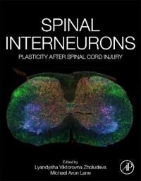 Spinal Interneurons