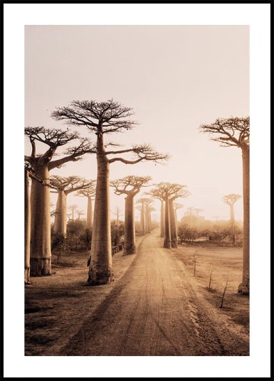 Baobab Trees at Sunset Plakat Plakat / 30x40cm