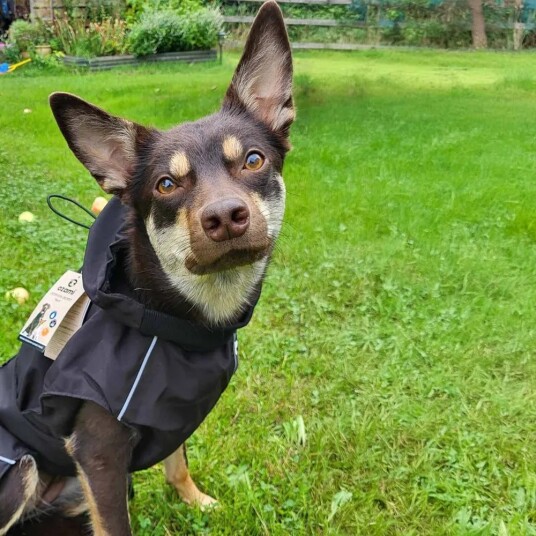 Ozami Vanntett Regntrekk for Hund med Fleecefôr - S-M 40 cm