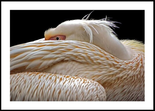 To be half asleep... Plakat / 40x50cm To be half asleep... Plakat / 40x50cm