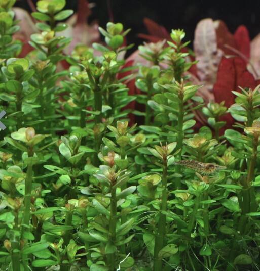 Under vann "Rotala indica" Under vann "Rotala indica"