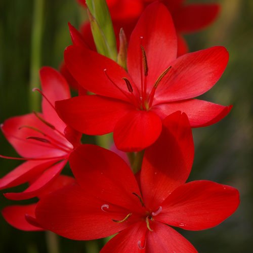 Sumpplante "Schizostylis c. 'Major'"