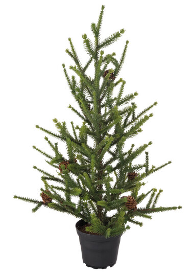 Mr. Plant Gran i potte 55 cm Mr. Plant Gran i potte 55 cm