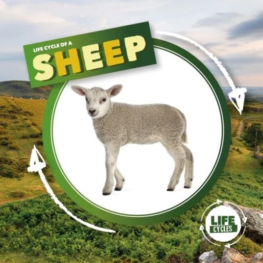 Life Cycle of a Sheep av Kirsty Holmes