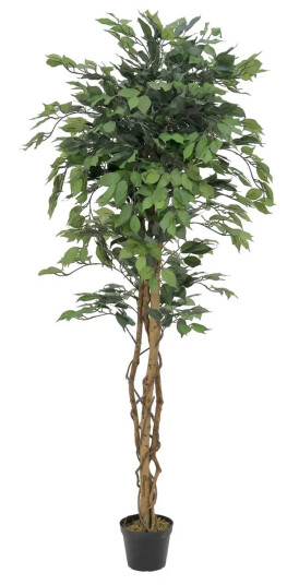 Europalms Ficus Tree Multi-Trunk, 180cm