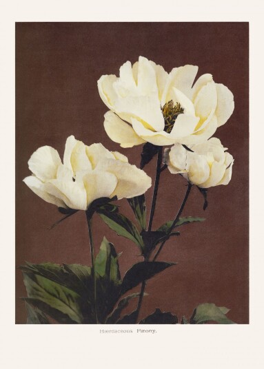 Plakat Herbaceous Peon