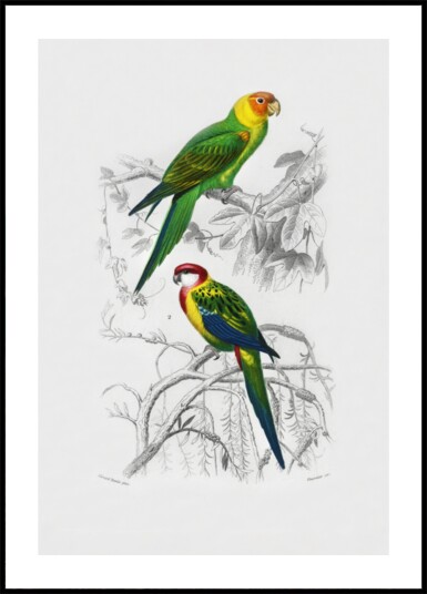 Birds Plakat / 21x30 Birds Plakat / 21x30