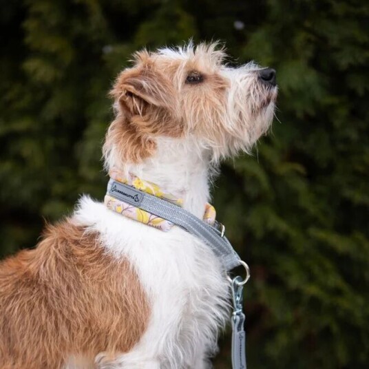 Kusse & Kutta Hundehalsbånd Rosa/Gul 3