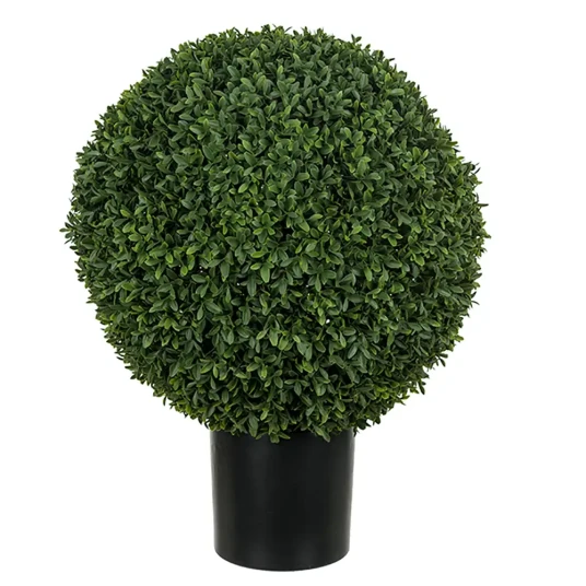 Mr Plant Buxbom i potte 50 cm