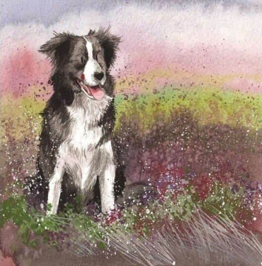 Green Cell Kort Ac580 Collie Hund