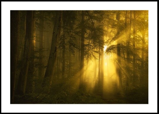 Yellow Plakat / 70x100cm Yellow Plakat / 70x100cm