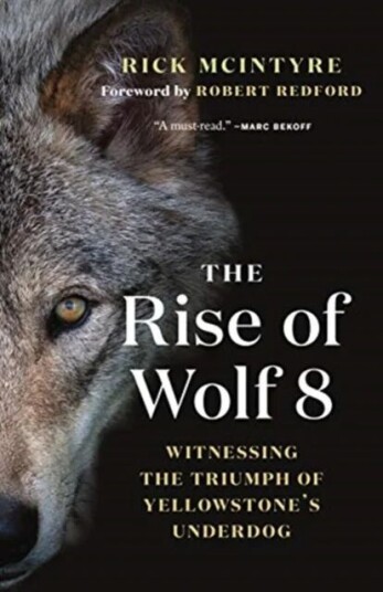 The Rise Of Wolf 8 Av Rick Mcintyre