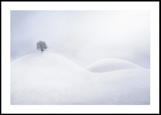Lone Tree on Winter Dunes Plakat Plakat / 30x40cm
