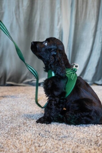 Dogman Air Mesh polstret bånd olivengrønn