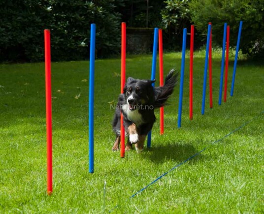 Agility Slalåm Agility Slalåm