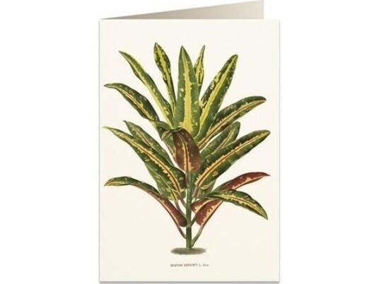 Tassotti Pass B6 + Konvolutt 6063 Dracena Croton