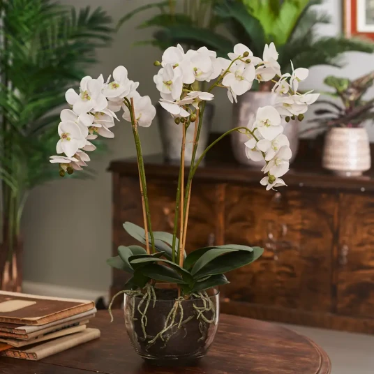 Mr Plant Phalaenopsis Orkide 70 cm Hvit Mr Plant Phalaenopsis Orkide 70 cm Hvit