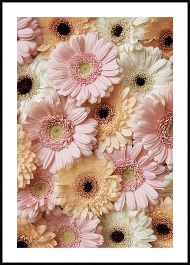Tender Gerbera Plakat Plakat / 30x40cm