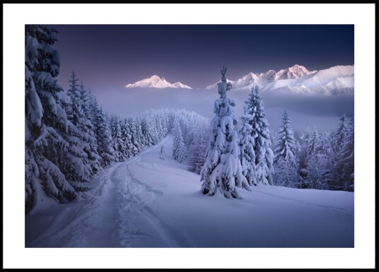 Winter Forest Mountain Path Plakat / 40x50