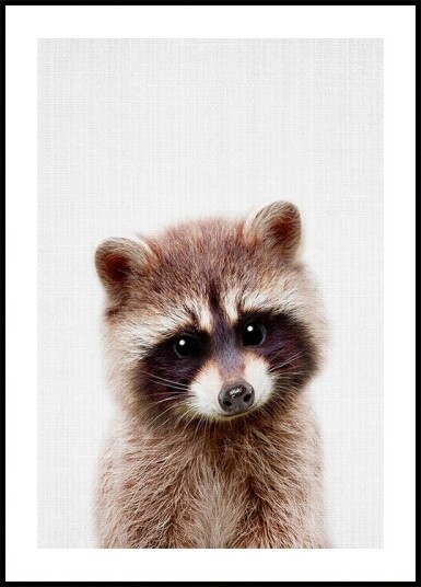 Peekaboo Raccoon Poster Plakat / 50x70cm