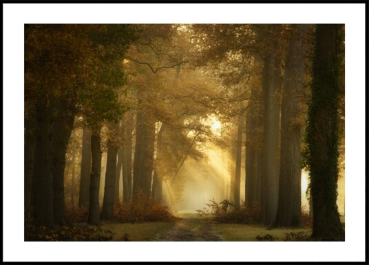 Golden Morning Forest Path Plakat / 30x40 Golden Morning Forest Path Plakat / 30x40