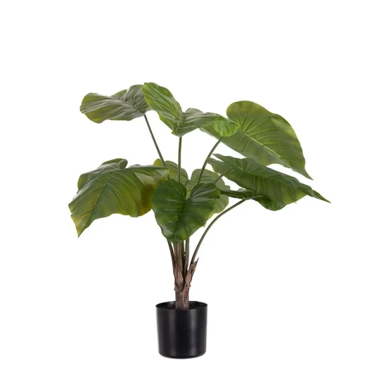 Mr Plant Alocasia i potte 60 cm Mr Plant Alocasia i potte 60 cm