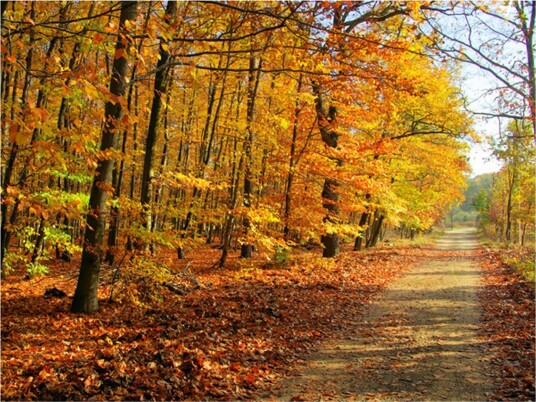 Fototapet Beech Forest 400x309 - Artgeist sp. z o. o.