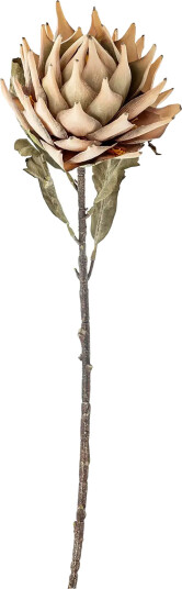Bloomingville Protea Stem   Beige   H76CM