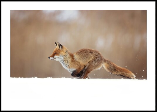 Red Fox Snow Sprint Plakat / 30x40 Red Fox Snow Sprint Plakat / 30x40