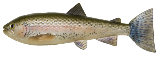 PulzBait Starter Kit Trout 20cm Rainbow Trout PulzBait Starter Kit Trout 20cm Rainbow Trout