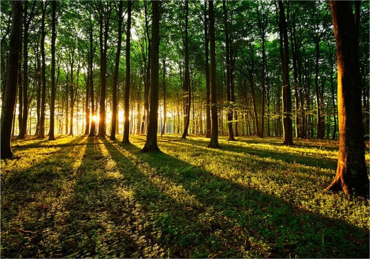 Fototapet Spring Morning In The Forest 250x175 - Artgeist sp. z o. o.