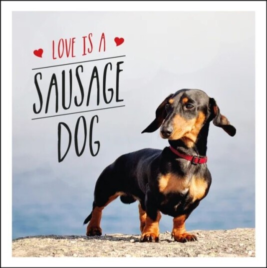 Love Is A Sausage Dog Av Charlie Ellis Love Is A Sausage Dog Av Charlie Ellis