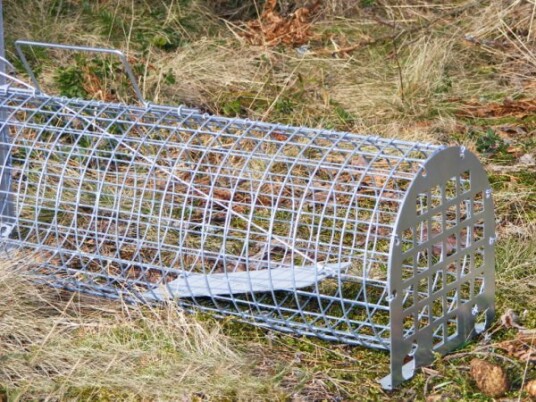 Lotin Minkfelle enkel Lotin Minkfelle enkel