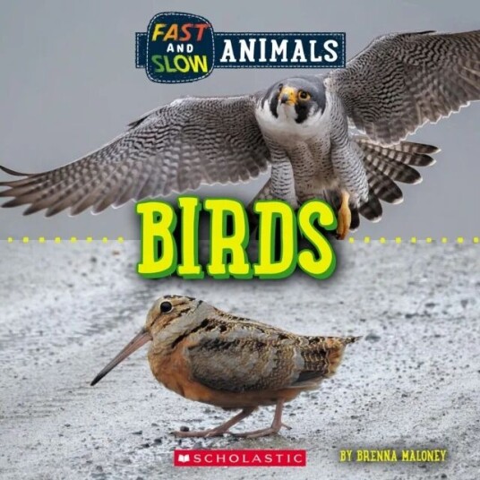 Birds (Wild World: Fast And Slow Animals) Av Brenna Maloney