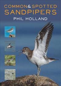 Holland Phil Common and Spotted Sandpipers
