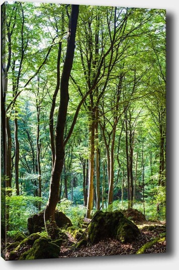 Lerretsbilde 70x100 cm Frodig skog med høye trær og frodig vegetasjon Grønn / Brun