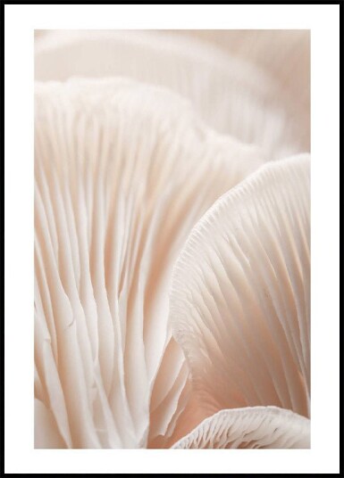 Mushroom Macro Plakat Plakat / 21x30cm Mushroom Macro Plakat Plakat / 21x30cm