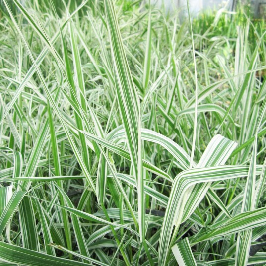 Sumpplante "Phalaris arund. ‘Picta'" Sumpplante "Phalaris arund. ‘Picta'"