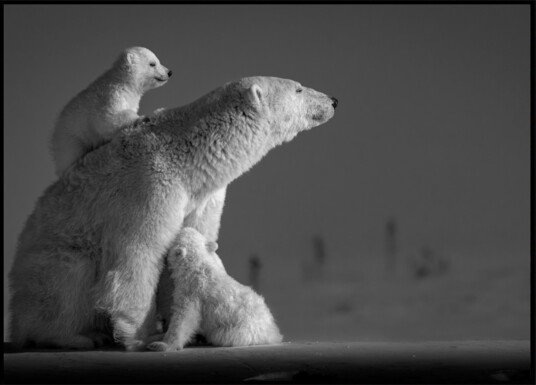 Arctic Mother and Cubs Plakat / 100x150