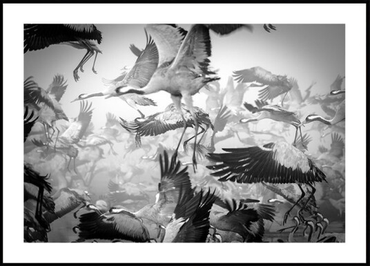 Chaos Plakat Plakat / 30x40cm Chaos Plakat Plakat / 30x40cm