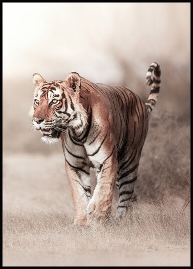 Tiger Walk Plakat Plakat / 30x40cm