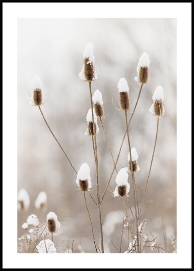Snowy Dried Flowers Plakat Plakat / 50x70cm