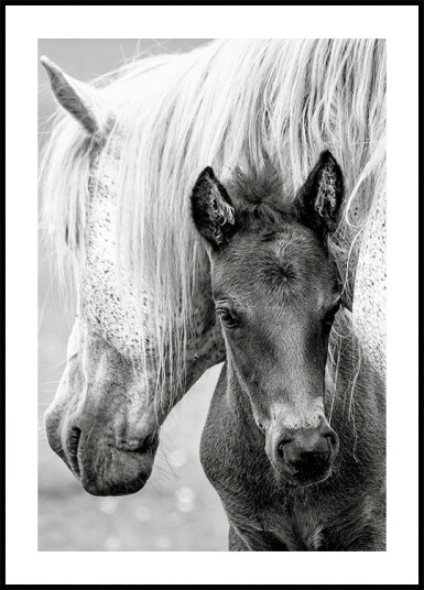 The Foal Poster Plakat / 21x30cm