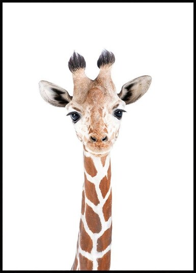 Baby Giraffe Plakat Plakat / 21x30cm Baby Giraffe Plakat Plakat / 21x30cm