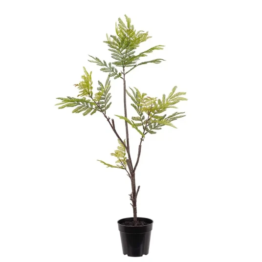 Mr Plant Pithecellobium Krukväxt 95 cm Mr Plant Pithecellobium Krukväxt 95 cm