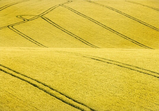 Field #2 Plakat / 100x150cm Field #2 Plakat / 100x150cm
