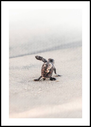 Newborn Sea Turtle Leaving The Nest Plakat Plakat / 30x40cm